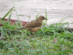 Turdus grayi