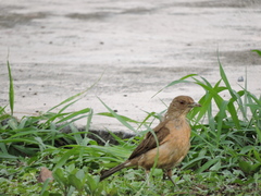 Turdus grayi