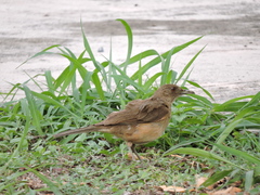 Turdus grayi