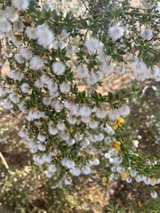 Larrea tridentata