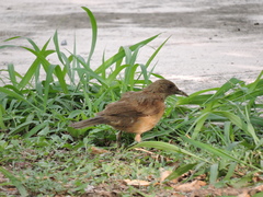 Turdus grayi