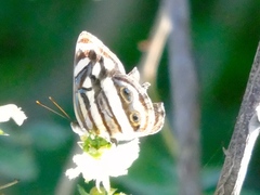 Dynamine postverta mexicana