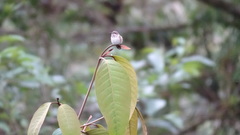 Selasphorus flammula