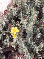 Hypericum aegypticum