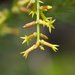 Yellow Stackhousia - Photo (c) Ian Sutton, some rights reserved (CC BY-NC-SA)
