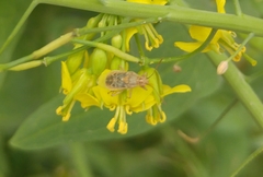 Liorhyssus