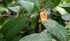 Cupha arias