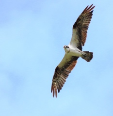 Pandion haliaetus