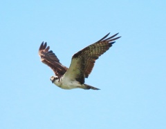 Pandion haliaetus