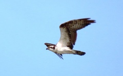 Pandion haliaetus