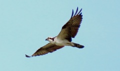 Pandion haliaetus