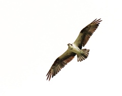 Pandion haliaetus