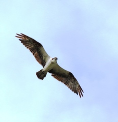 Pandion haliaetus