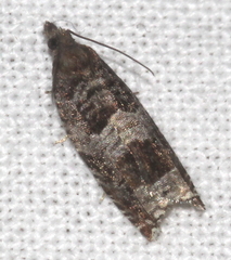 Ancylis achatana
