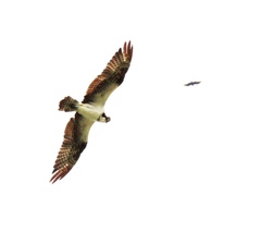 Pandion haliaetus
