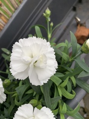 Dianthus
