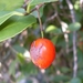 Red-fruited Olive Plum - Photo (c) John Tann, some rights reserved (CC BY)