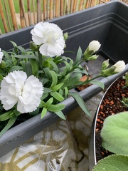 Dianthus