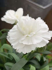 Dianthus