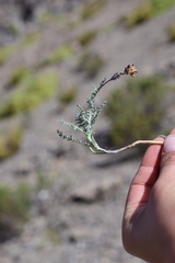 Descurainia athrocarpa