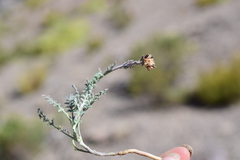 Descurainia athrocarpa