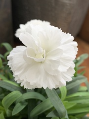 Dianthus