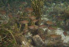 Pempheris klunzingeri