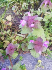 Lamium purpureum