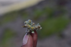 Gamochaeta humilis