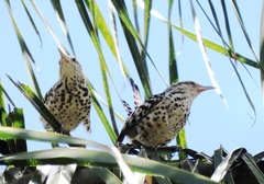 Campylorhynchus nuchalis