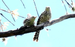 Campylorhynchus nuchalis
