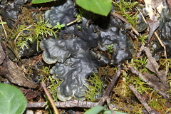 Pseudocyphellaria dissimilis