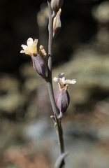 Streptanthus batrachopus