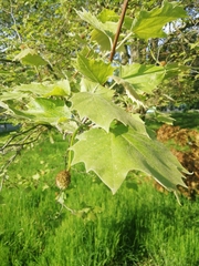 Platanus