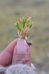 Poa calycina
