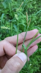 Carex gracilescens