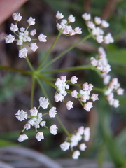 Conopodium pyrenaeum