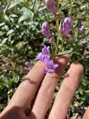 Penstemon platyphyllus