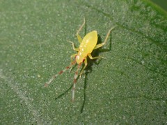 Campyloneura virgula