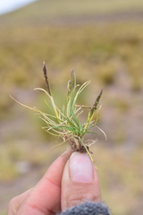 Agrostis breviculmis