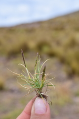 Agrostis breviculmis