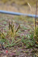 Agrostis breviculmis