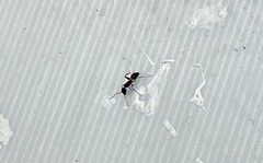 Camponotus obscuripes