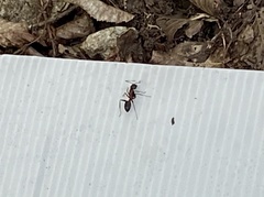 Camponotus obscuripes