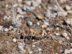 Trimerotropis pseudofasciata