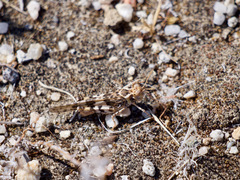 Trimerotropis pseudofasciata