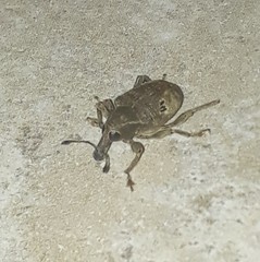 Molytinae