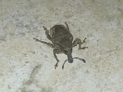 Molytinae