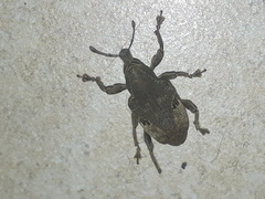 Molytinae