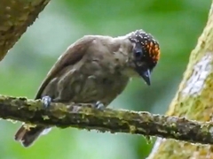 Olivaceous Piculet photo 4